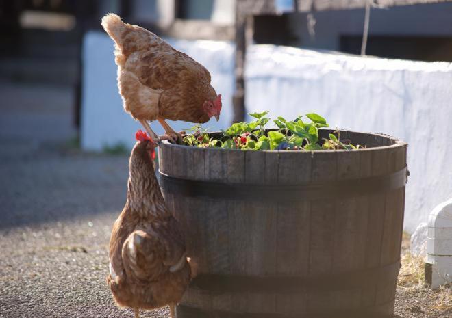 Rosefinch Sleeps 2 Persons-Private Hot Tub-Tranquil Holiday Away From It All Yet Not Far From St Austell- The Holiday Home Has One Bedroom, Living And Dining Area, Equipped Kitchen-Decking-Outdoor Furniture-Fishing Lakes-Non Pet Unit エクステリア 写真